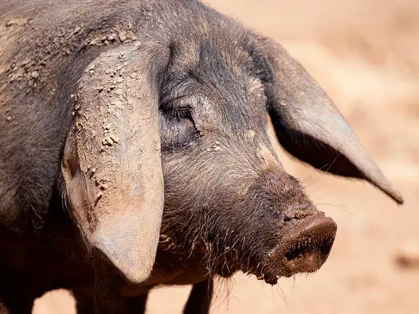 Cerdo ibérico en el campo Cerdo ibérico en el campo